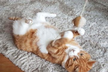 Eine Katze spielt mit der Katzenangel.