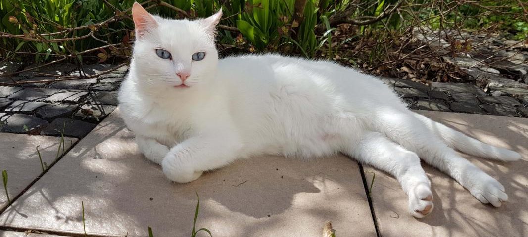 Eine weiße Katze liegt in der Sonne.