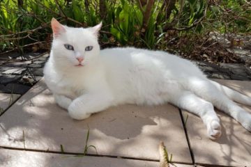 Eine weiße Katze liegt in der Sonne.