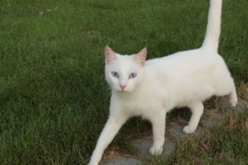 Eine weiße Katze geht über eine Wiese.