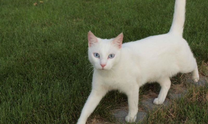 Eine weiße Katze geht über eine Wiese.