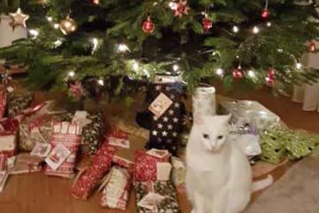 Eine Katze sitzt neben den Geschenken unter dem Weihnachtsbaum.